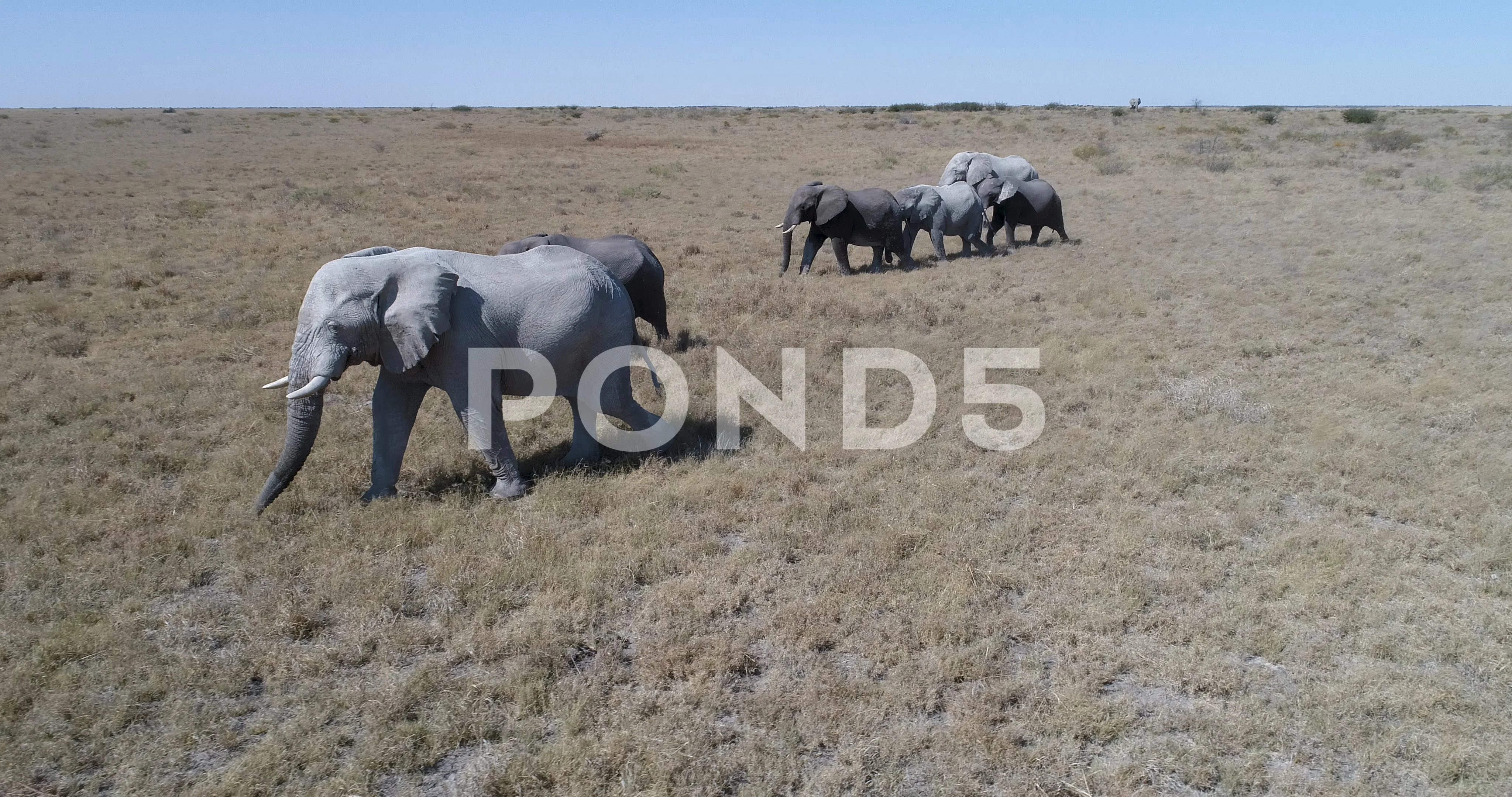 elephant aerial view