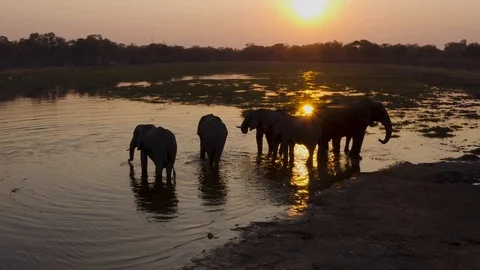 Aerial view of a small group of elephants drinking in a river at sunset in the Vídeo Stock 118053161