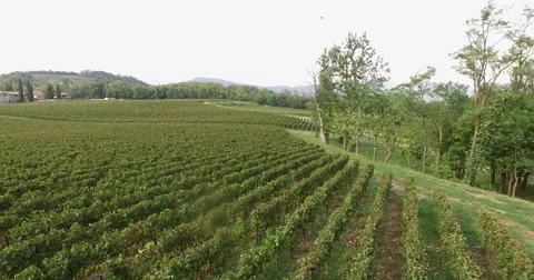 Aerial view of a small plot of land planted with vines Stock Footage 67175120