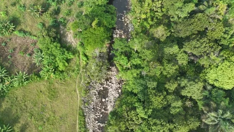 Aerial view of a small river flowing through a lush green tropical Stock Footage 340594522