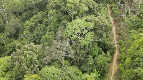 Aerial view of small road in the middle of forest in Pahang Stock Footage 149111196