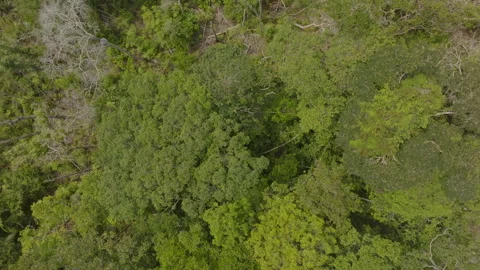 Aerial view of a small section of the southern Amazon rainforest, where changes Stock Footage 340276379