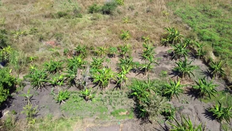 Aerial view of a small subsistence farm in rural Uganda. 스톡 동영상 301097887