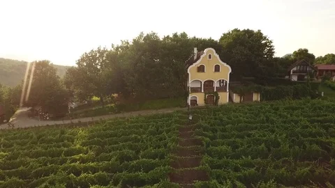 Aerial view of a small vineyard 動画素材 115641223