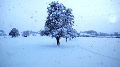 Aerial View of Snow Capped Forest Trees in Nature Environment Stock Footage 147092241