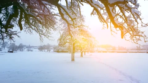 Aerial View of Snow Capped Forest Trees in Nature Environment Stock Footage 147092523