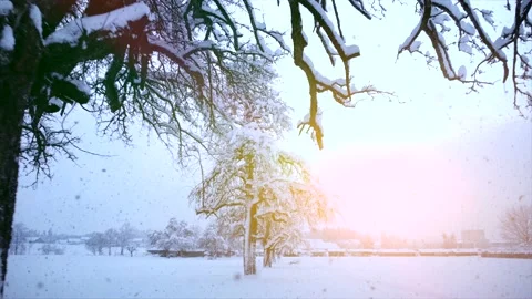 Aerial View of Snow Capped Forest Trees in Nature Environment Stock Footage 147092803