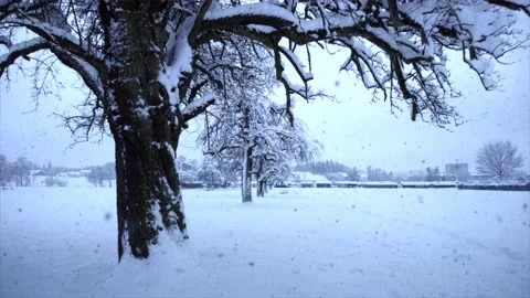 Aerial View of Snow Capped Forest Trees in Nature Environment Video stock 147093021