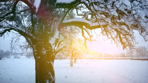 Aerial View of Snow Capped Forest Trees in Nature Environment Stock Footage 147093199