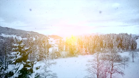 Aerial View of Snow Capped Forest Trees in Nature Environment Stock Footage 147093366