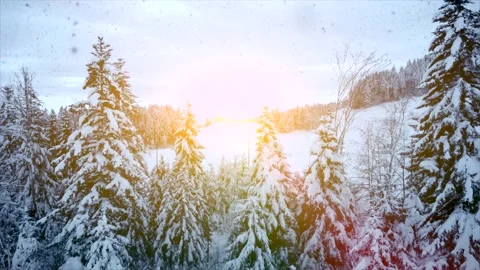 Aerial View of Snow Capped Forest Trees in Nature Environment Stock Footage 147093443