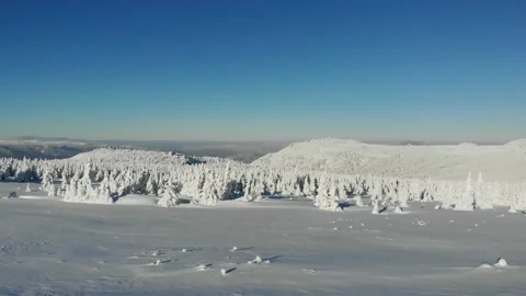 Aerial view of snow-capped mountain peak in winter. Pines and spruces are Vídeo Stock 156301397