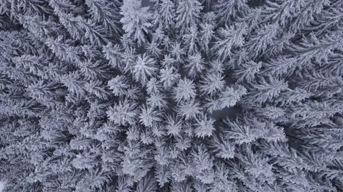 Aerial view of snow-capped pine trees in the Transylvanian mountain area Stock Footage 234409693
