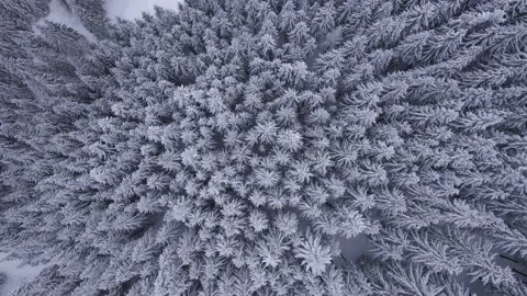 Aerial view of snow-capped pine trees in the Transylvanian mountain area Stock Footage 234409704