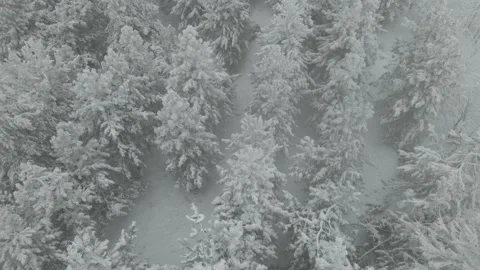Aerial View of Snow Covered Deciduous Forest, Reveal 스톡 동영상 165697872