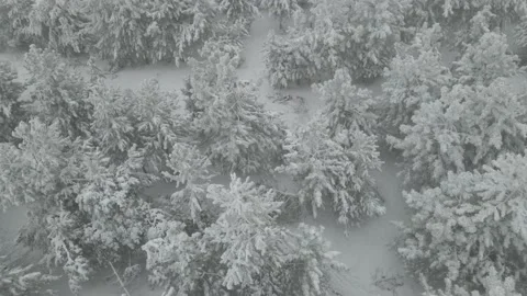 Aerial View of Snow Covered Deciduous Forest, Reveal 스톡 동영상 165698435