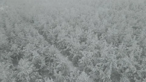 Aerial View of Snow Covered Deciduous Forest, Reveal 스톡 동영상 166628338
