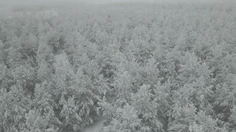 Aerial View of Snow Covered Deciduous Forest, Reveal 스톡 동영상 166628388
