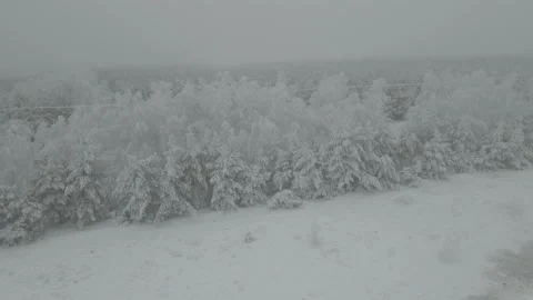 Aerial View of Snow Covered Deciduous Forest, Reveal 스톡 동영상 166628450