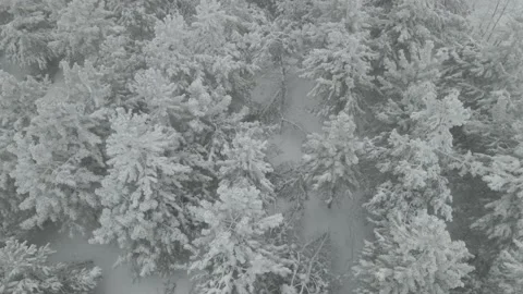 Aerial View of Snow Covered Deciduous Forest, Reveal Vídeos de archivo 166628595
