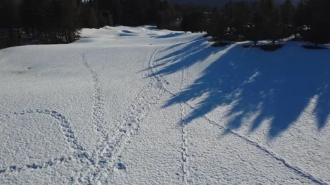 Aerial View of Snow Covered Field with Long Tree Shadows Stock Footage 346502958