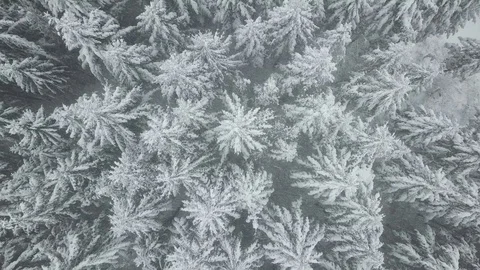 Aerial view of snow covered forest Vidéo 83015357
