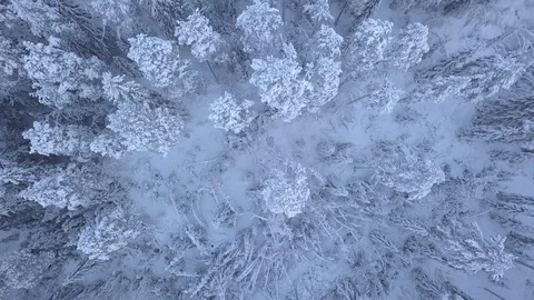 Aerial view of a snow covered forest landscape on a misty and dark winter day Stock Footage 102334280