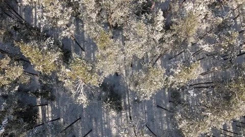 Aerial view of a snow-covered forest with tall pine trees casting long shadows Stock Footage 302825299
