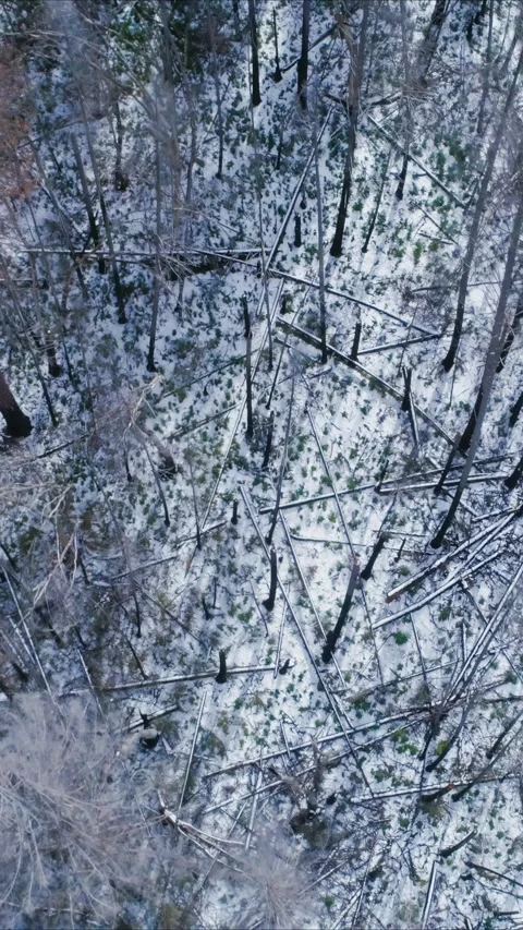 Aerial view of a snow-covered forest with fallen trees. Yosemite, USA Stock Footage 314402813