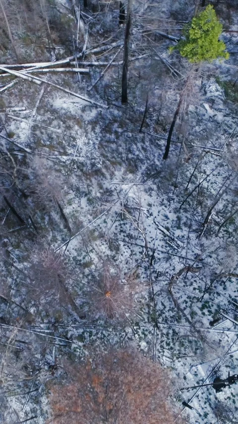 Aerial view of a snow-covered forest with fallen trees. Yosemite, USA Stock Footage 314402825