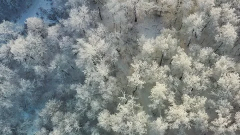 Aerial View of a Snow Covered Forest in the South Urals, Russia Stock Footage 318494221