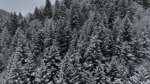 Aerial view of snow covered forest and mountains in Bakuriani, Georgia Stock Footage 327334167