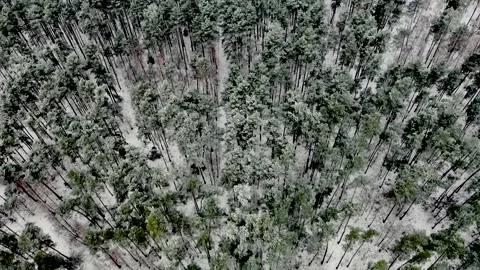 Aerial view of snow-covered forest Video stock 330272523