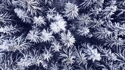 Aerial view of snow covered forest during winter day Stock Footage 333484513