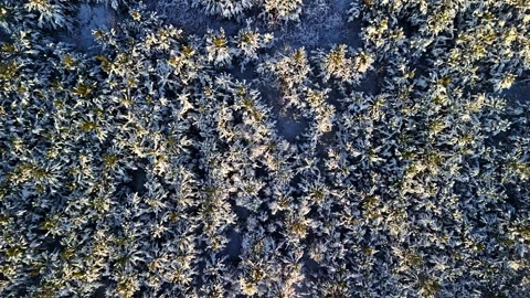 Aerial view of snow-covered forest in Latvia. Stock Footage 340586998