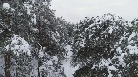 Aerial view of snow covered pine forest and road Stock Footage 120201687