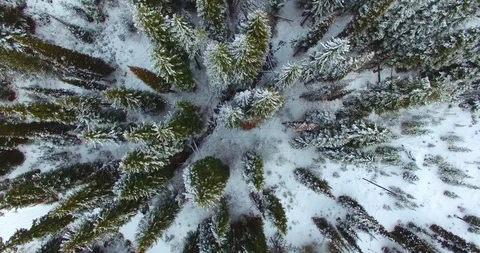 Aerial View of Snow Covered Pine Trees and Evergreens Stock Footage 120704327