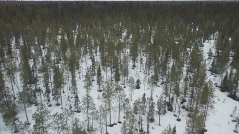 Aerial view of a snow-covered pine forest with scattered trees Stock Footage 195457074