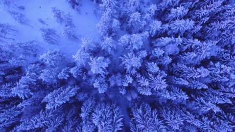 Aerial View of Snow-Covered Pine Forest in Deep Blue Hues Video stock 295748817