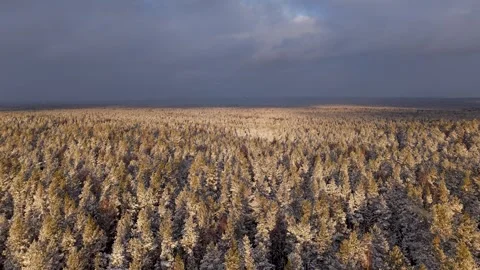 Aerial view of a snow-covered pine forest Video stock 300172045