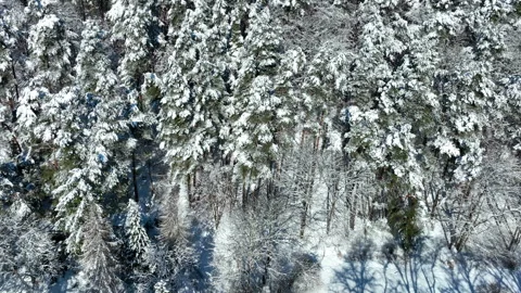 Aerial View Of Snow Covered Pine Forest In Gdansk Winter Stock Footage 330901202