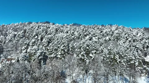 Aerial View Of Snow Covered Pine Forest In Gdansk Winter Video stock 330901603