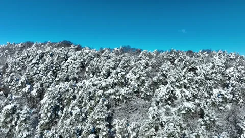 Aerial View Of Snow Covered Pine Forest In Gdansk Winter Stock-Footage 330902612