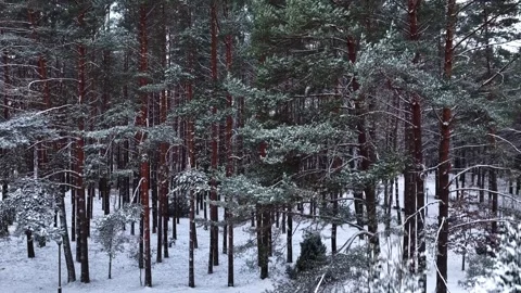 Aerial view of snow-covered pine trees in a winter forest, Latvia. Stock Footage 340270814