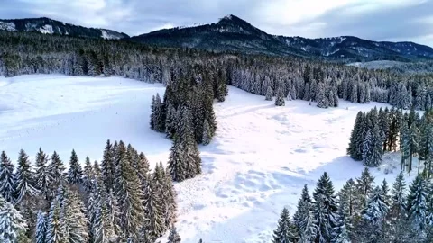 Aerial View of a Snow-Covered Pine Forest in a Mountain Valley Stock-Footage 341213395
