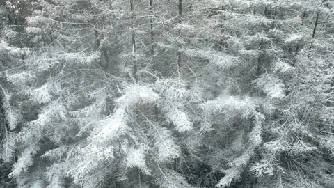 Aerial view of snow covered pine trees in a dense winter forest landscape Stock Footage 342323918