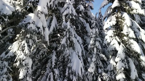 Aerial View of Snow-Covered Pine Forest, Pacific Northwest Видео 348337329
