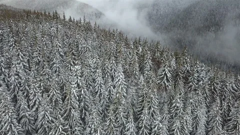 Aerial view on the snow-covered spruce forest. Winter mountain landscape Stock Footage 88642953