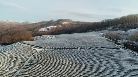 Aerial view snow covered tea plantation on the hills Stock Footage 101834383