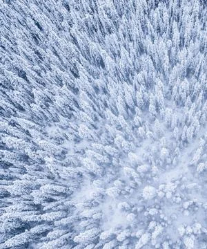 Aerial View of Snow-Covered Tree Tops in Winter Stock Photos